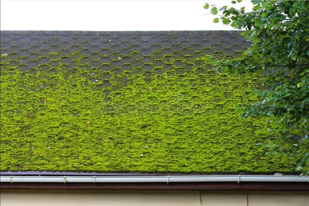 Asphalt shingles covered in moss