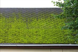 Asphalt shingles covered in moss